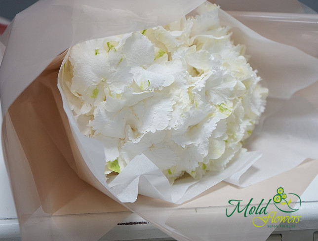 Bouquet of white hydrangea photo